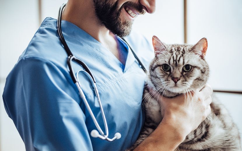 Desparasitantes para gatos